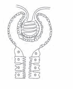 Maharashtra Board Solutions Class 11-Biology: Chapter 15- Excretion and Osmoregulation 5.C