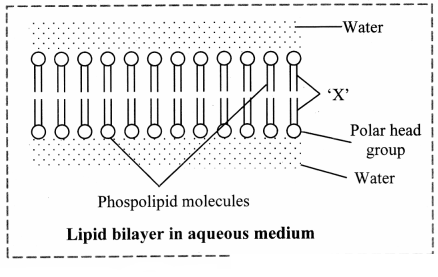 Maharashtra Board Solutions Class 11-Biology: Chapter 6- Biomolecules Question 2.(A)