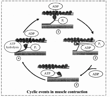 Maharashtra Board Solutions Class 11-Biology: Chapter 16- Skeleton and Movement