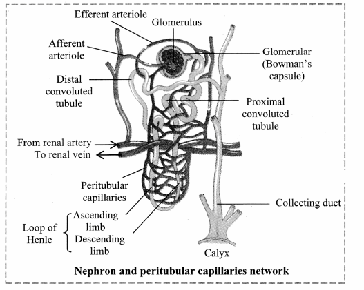 Maharashtra Board Solutions Class 11-Biology: Chapter 15- Excretion and Osmoregulation 5.C