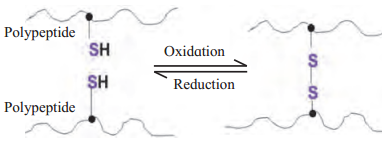 Maharashtra Board Solutions Class 11-Biology: Chapter 6- Biomolecules Question 2.(B)