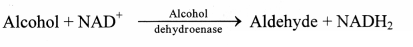 Maharashtra Board Solutions Class 11-Biology: Chapter 6- Biomolecules Question 2.(F)