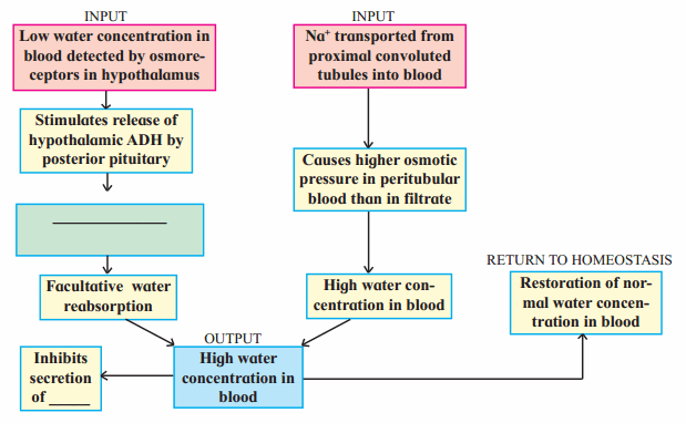 Maharashtra Board Solutions Class 11-Biology: Chapter 15- Excretion and Osmoregulation 5.D