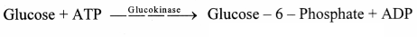 Maharashtra Board Solutions Class 11-Biology: Chapter 6- Biomolecules Question 2.(F)