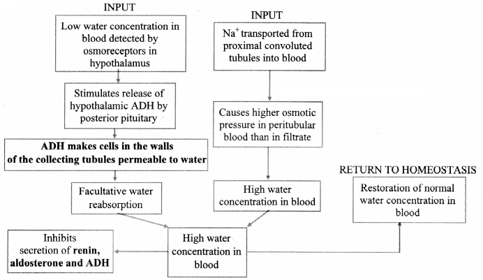Maharashtra Board Solutions Class 11-Biology: Chapter 15- Excretion and Osmoregulation 5.D