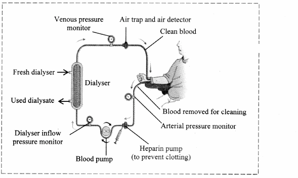 Maharashtra Board Solutions Class 11-Biology: Chapter 15- Excretion and Osmoregulation E