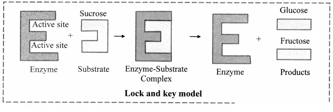 Maharashtra Board Solutions Class 11-Biology: Chapter 6- Biomolecules Question 2.(G)