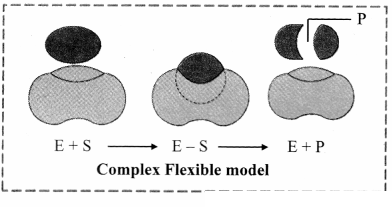 Maharashtra Board Solutions Class 11-Biology: Chapter 6- Biomolecules Question 2.(G)