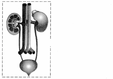 Maharashtra Board Solutions Class 11-Biology: Chapter 15- Excretion and Osmoregulation 1