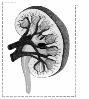 Maharashtra Board Solutions Class 11-Biology: Chapter 15- Excretion and Osmoregulation 1