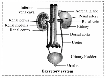 Maharashtra Board Solutions Class 11-Biology: Chapter 15- Excretion and Osmoregulation 1
