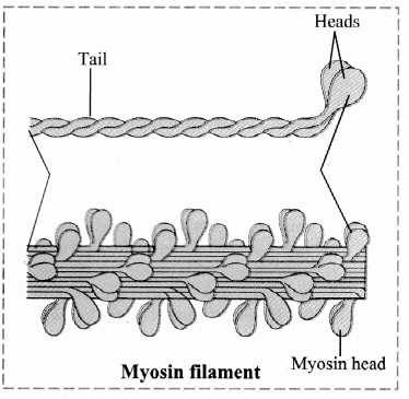 Maharashtra Board Solutions Class 11-Biology: Chapter 16- Skeleton and Movement