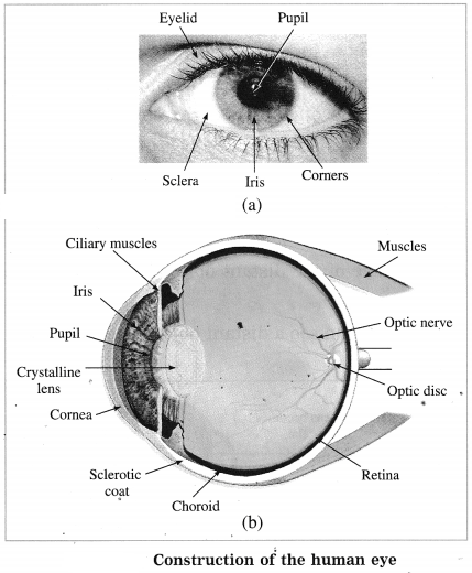 Maharashtra Board Solutions for Class 10- Science (Part 1): Chapter 7- Lenses