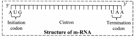 Maharashtra Board Solutions Class 11-Biology: Chapter 6- Biomolecules Question 2.(G)