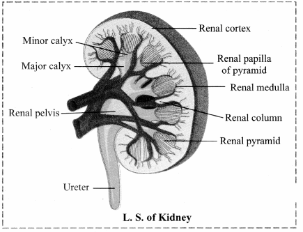 Maharashtra Board Solutions Class 11-Biology: Chapter 15- Excretion and Osmoregulation 1