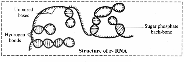 Maharashtra Board Solutions Class 11-Biology: Chapter 6- Biomolecules Question 2.(G)
