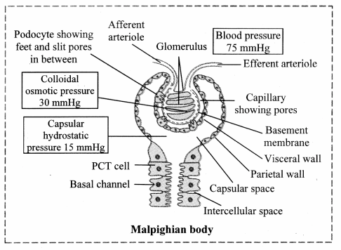 Maharashtra Board Solutions Class 11-Biology: Chapter 15- Excretion and Osmoregulation 3