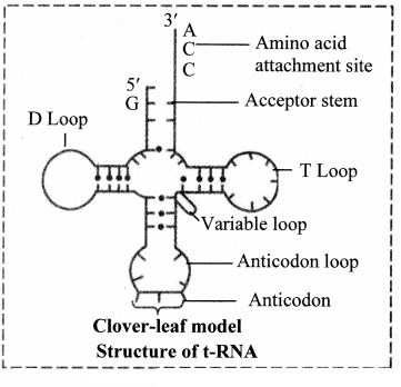Maharashtra Board Solutions Class 11-Biology: Chapter 6- Biomolecules Question 2.(G)