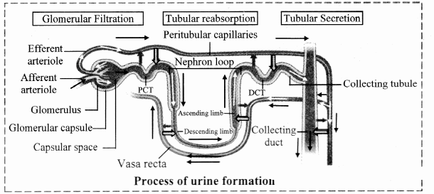 Maharashtra Board Solutions Class 11-Biology: Chapter 15- Excretion and Osmoregulation 1