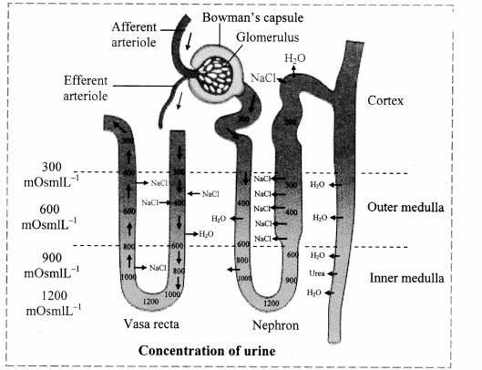 Maharashtra Board Solutions Class 11-Biology: Chapter 15- Excretion and Osmoregulation
