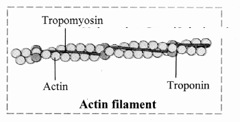 Maharashtra Board Solutions Class 11-Biology: Chapter 16- Skeleton and Movement