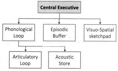 Maharashtra Board Solutions Class 11-Psychology: Chapter 8- Memory Question 2