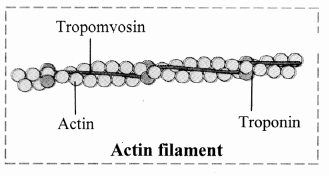 Maharashtra Board Solutions Class 11-Biology: Chapter 16- Skeleton and Movement