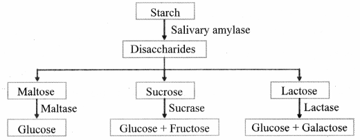 Maharashtra Board Solutions Class 11-Biology: Chapter 14- Human Nutrition Question 1