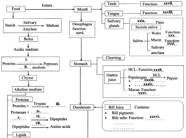 Maharashtra Board Solutions Class 11-Biology: Chapter 14- Human Nutrition Question