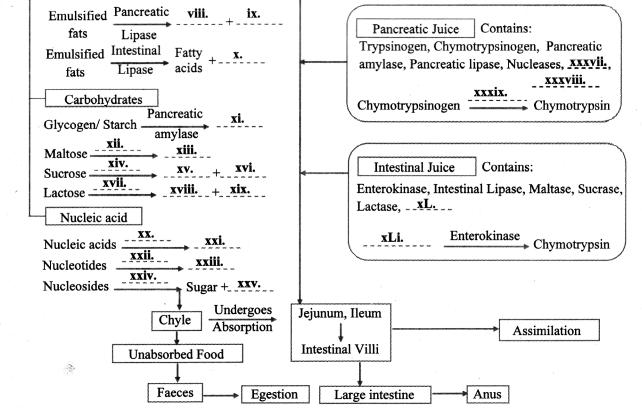 Maharashtra Board Solutions Class 11-Biology: Chapter 14- Human Nutrition