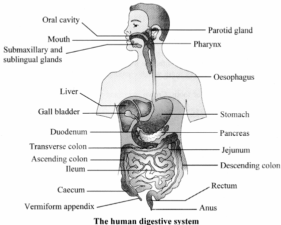 Maharashtra Board Solutions Class 11-Biology: Chapter 14- Human Nutrition Question 1