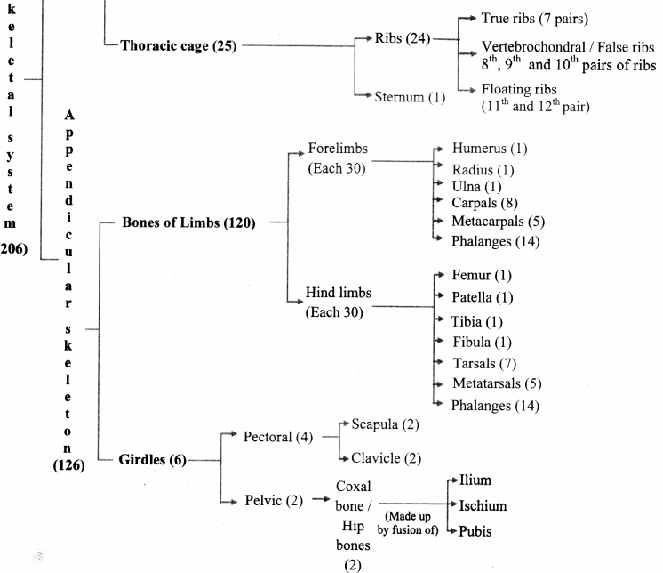 Maharashtra Board Solutions Class 11-Biology: Chapter 16- Skeleton and Movement