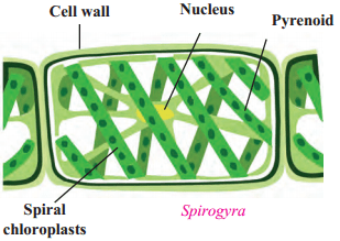 Maharashtra Board Solutions for Class 9- Science: Chapter 6- Classification of Plants