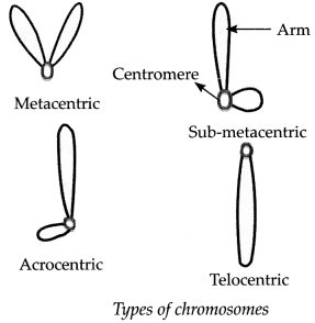Maharashtra Board Solutions for Class 9- Science: Chapter 16- Heredity and Variation