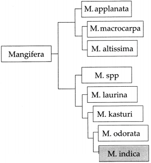 Maharashtra Board Solutions for Class 9- Science: Chapter 6- Classification of Plants