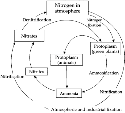 Maharashtra Board Solutions for Class 9- Science: Chapter 7- Energy Flow in an Ecosystem