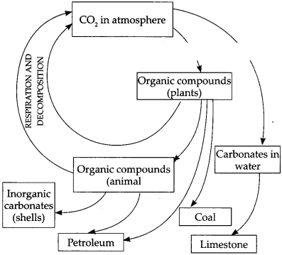 Maharashtra Board Solutions for Class 9- Science: Chapter 7- Energy Flow in an Ecosystem