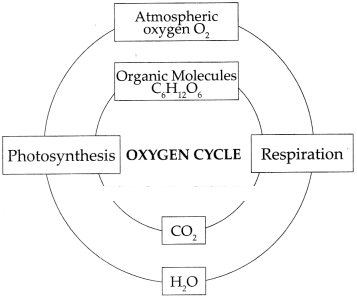 Maharashtra Board Solutions for Class 9- Science: Chapter 7- Energy Flow in an Ecosystem
