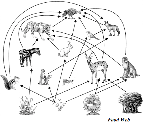 Maharashtra Board Solutions for Class 9- Science: Chapter 7- Energy Flow in an Ecosystem
