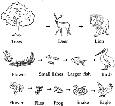 Maharashtra Board Solutions for Class 9- Science: Chapter 7- Energy Flow in an Ecosystem