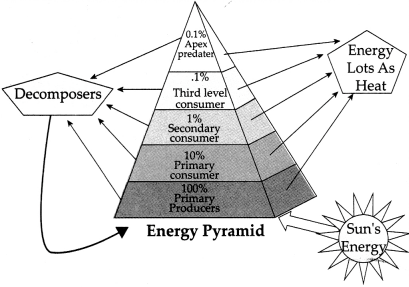 Maharashtra Board Solutions for Class 9- Science: Chapter 7- Energy Flow in an Ecosystem