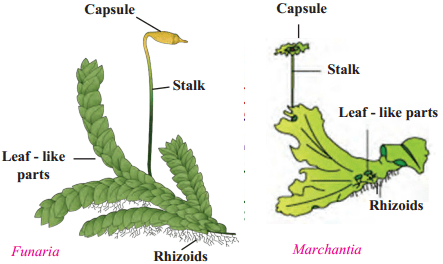 Maharashtra Board Solutions for Class 9- Science: Chapter 6- Classification of Plants