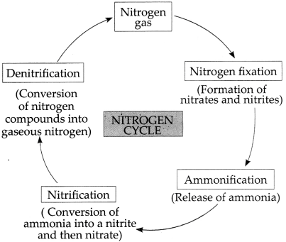 Maharashtra Board Solutions for Class 9- Science: Chapter 7- Energy Flow in an Ecosystem