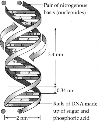 Maharashtra Board Solutions for Class 9- Science: Chapter 16- Heredity and Variation