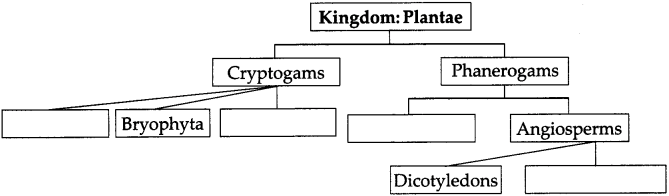 Maharashtra Board Solutions for Class 9- Science: Chapter 6- Classification of Plants