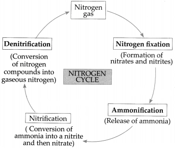 Maharashtra Board Solutions for Class 9- Science: Chapter 7- Energy Flow in an Ecosystem