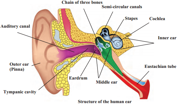 Maharashtra Board Solutions for Class 9- Science: Chapter 12- Study of Sound