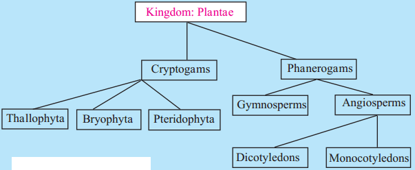 Maharashtra Board Solutions for Class 9- Science: Chapter 6- Classification of Plants