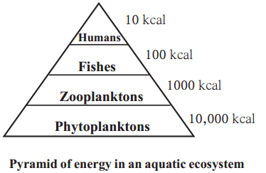 Maharashtra Board Solutions for Class 9- Science: Chapter 7- Energy Flow in an Ecosystem