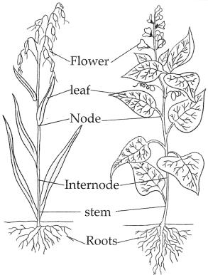 Maharashtra Board Solutions for Class 9- Science: Chapter 6- Classification of Plants
